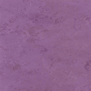 Picture of Toli International - Fasolplus Orchid