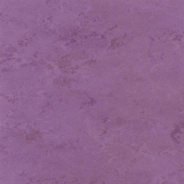 Picture of Toli International - Fasolplus Orchid