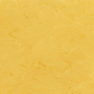 Picture of Toli International - Fasolplus Sunflower