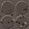 Picture of Flexco - SpexTones Radial Low Profile Milk Chocolate w Bark Doe