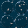 Picture of Flexco - SpexTones Radial Low Profile Delft Pansy w Winsor Doe