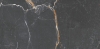 Picture of Roca - Port Noir 12 x 24 Noir