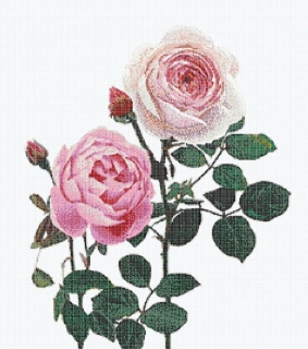 Picture of Bisazza Mosaico - Decori 10 - Malmaison Rosa