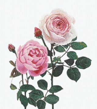 Picture of Bisazza Mosaico - Decori 10 - Malmaison Rosa