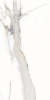 Picture of Elysium - AGL 12 x 24 Polished Apia Orange