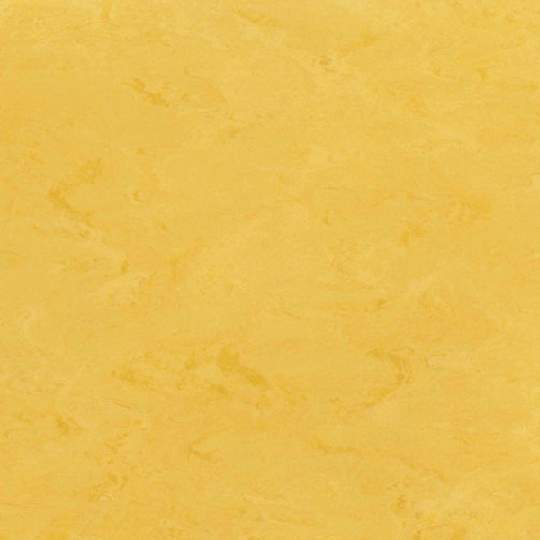 Picture of Toli International - Fasolplus Sunflower