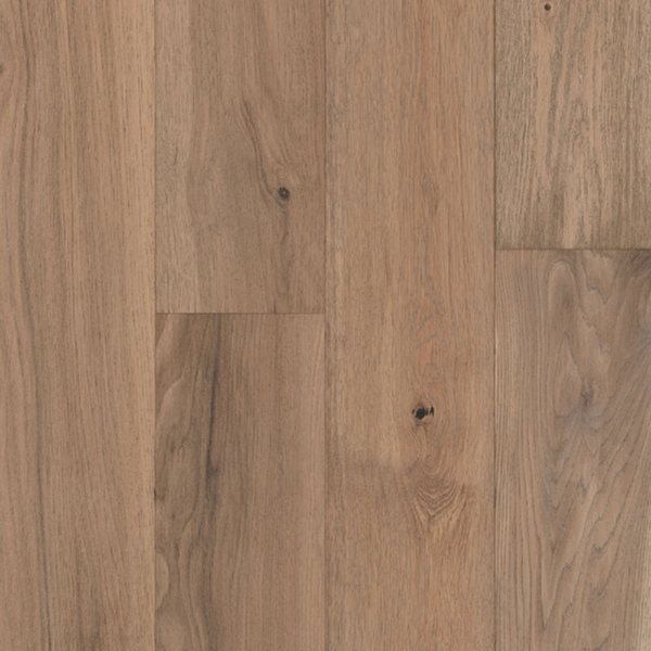 Picture of Tmbr. - Big Sur Sand Dollar