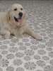 Picture of MiR Mosaic - Waterjet Fiore Fiore 2
