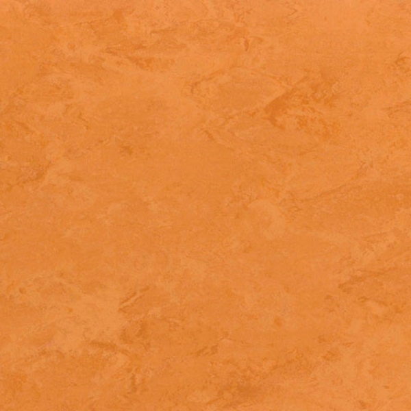 Picture of Toli International - Fasolplus Pumpkin