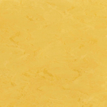 Picture of Toli International - Fasolplus Sunflower