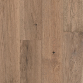 Picture of Tmbr. - Big Sur Sand Dollar